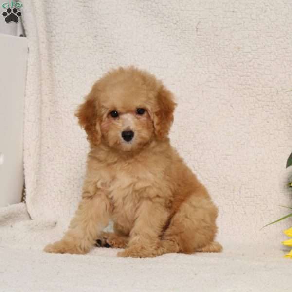 BJ’s Queen, Miniature Poodle Puppy
